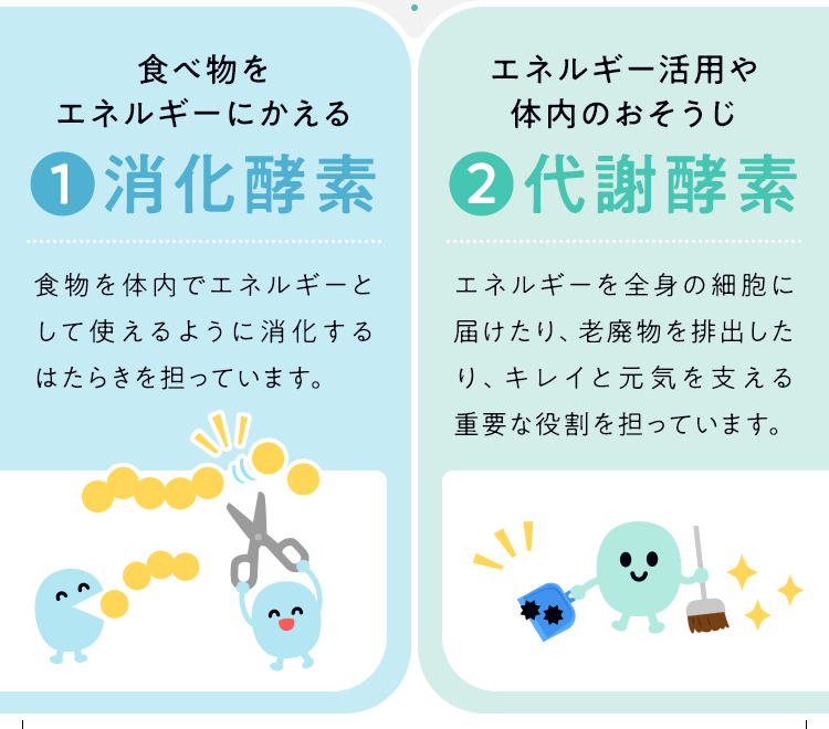 消化酵素 代謝酵素
